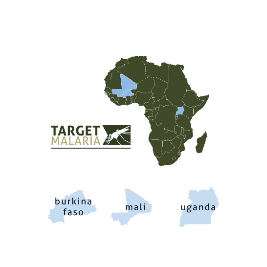 Logo du projet Target Malaria